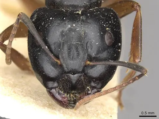 Camponotus friedae specimen CASENT0910282 image casent0910282_2
