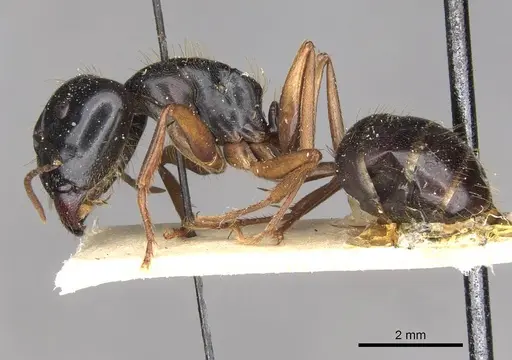 Camponotus friedae specimen CASENT0910282 image casent0910282_3