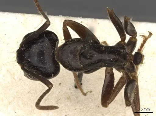 Camponotus friedae specimen CASENT0910283 image casent0910283_1