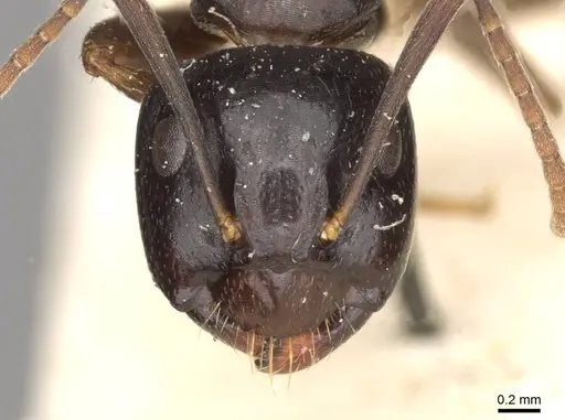 Camponotus friedae specimen CASENT0910283 image casent0910283_2