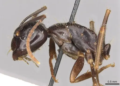 Camponotus friedae specimen CASENT0910283 image casent0910283_3