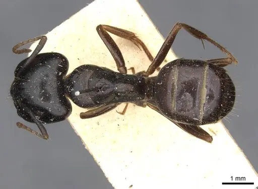 Camponotus friedae specimen CASENT0910284 image casent0910284_1