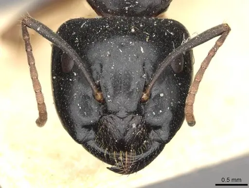 Camponotus friedae specimen CASENT0910284 image casent0910284_2