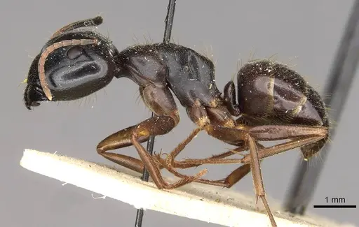 Camponotus friedae specimen CASENT0910284 image casent0910284_3