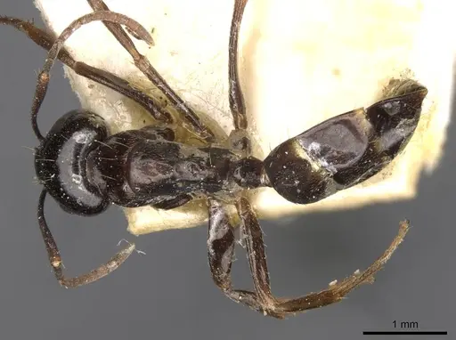 Camponotus friedae specimen CASENT0910285 image casent0910285_1