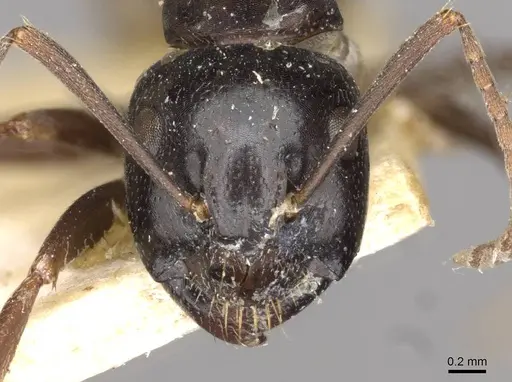 Camponotus friedae specimen CASENT0910285 image casent0910285_2