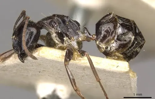 Camponotus friedae specimen CASENT0910285 image casent0910285_3
