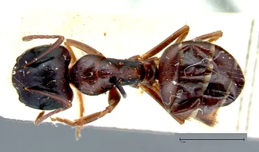 Camponotus friedae specimen FOCOL0106 image focol0106_1