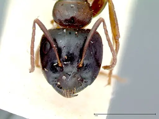 Camponotus friedae specimen FOCOL0106 image focol0106_2