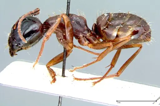 Camponotus friedae specimen FOCOL0106 image focol0106_3