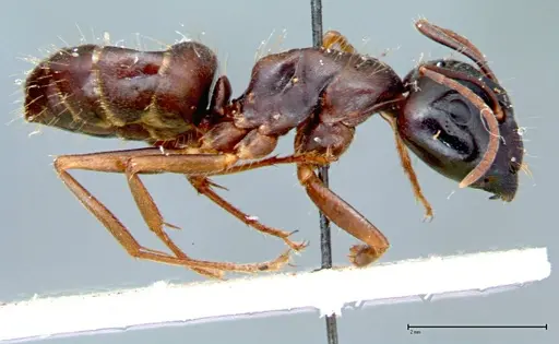 Camponotus friedae specimen FOCOL0106 image focol0106_4