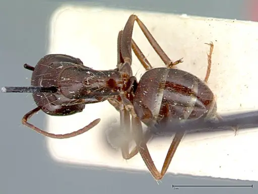 Camponotus friedae specimen FOCOL0107 image focol0107_1