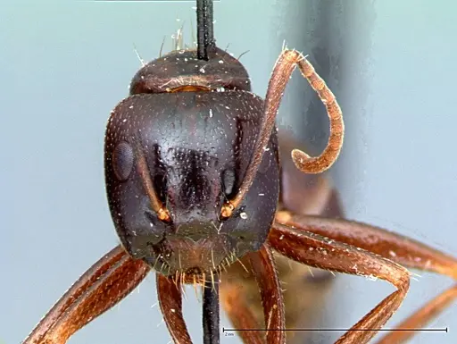 Camponotus friedae specimen FOCOL0107 image focol0107_2
