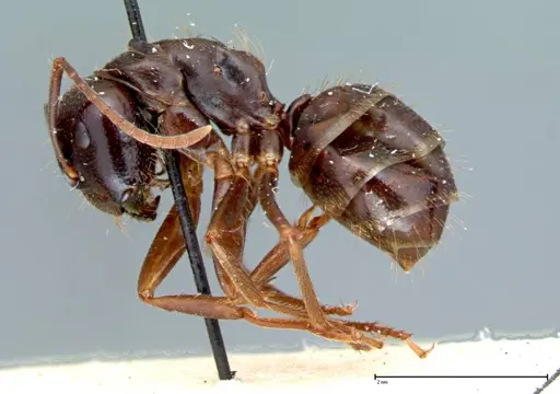 Camponotus friedae specimen FOCOL0107 image focol0107_3