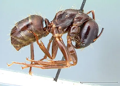 Camponotus friedae specimen FOCOL0107 image focol0107_4