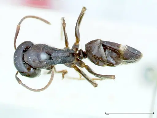 Camponotus friedae specimen FOCOL0108 image focol0108_1