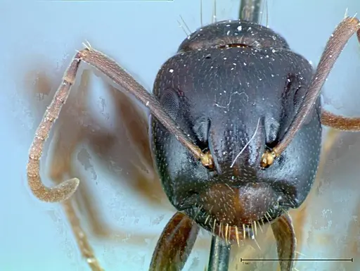Camponotus friedae specimen FOCOL0108 image focol0108_2