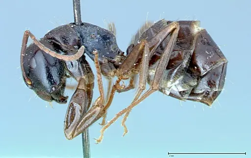 Camponotus friedae specimen FOCOL0108 image focol0108_3