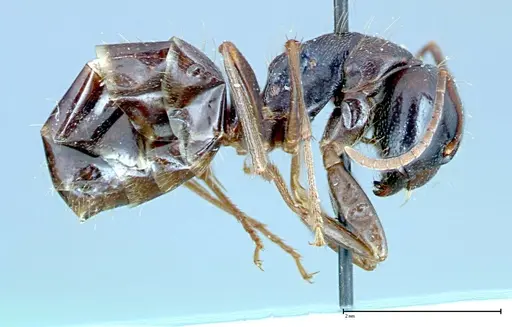 Camponotus friedae specimen FOCOL0108 image focol0108_4