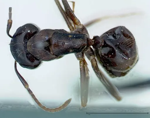 Camponotus friedae specimen FOCOL0109 image focol0109_1