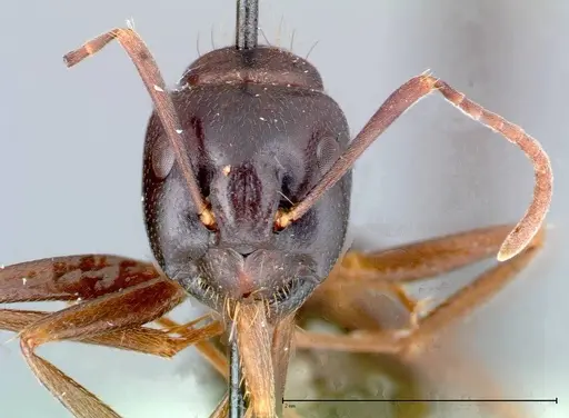 Camponotus friedae specimen FOCOL0109 image focol0109_2