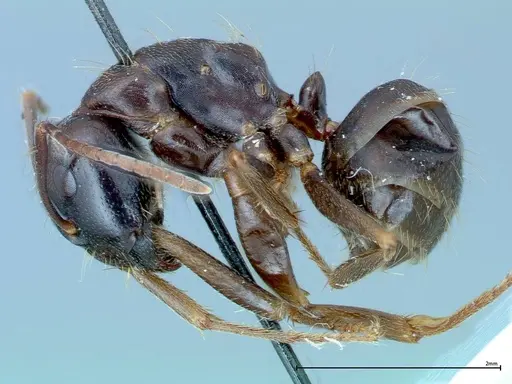 Camponotus friedae specimen FOCOL0109 image focol0109_3