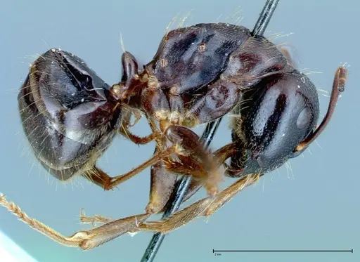 Camponotus friedae specimen FOCOL0109 image focol0109_4