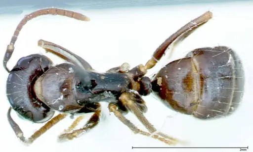 Camponotus friedae specimen FOCOL0110 image focol0110_1