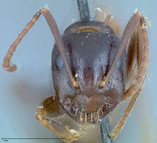 Camponotus friedae specimen FOCOL0110 image focol0110_2