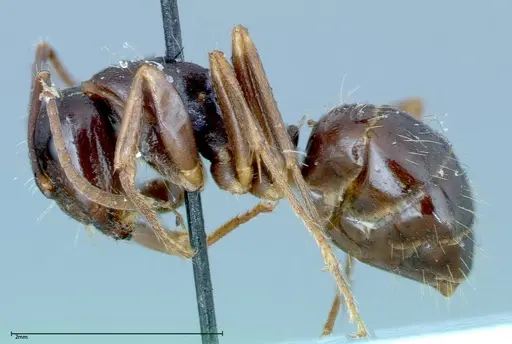 Camponotus friedae specimen FOCOL0110 image focol0110_3