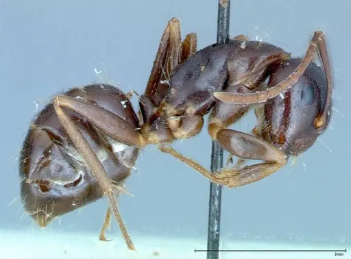 Camponotus friedae specimen FOCOL0110 image focol0110_4