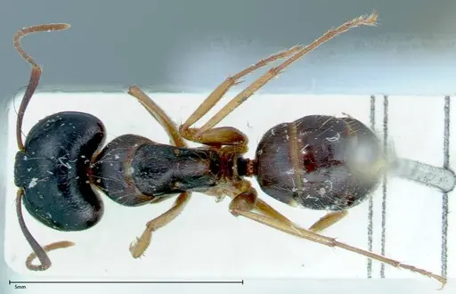 Camponotus friedae specimen FOCOL0111 image focol0111_1