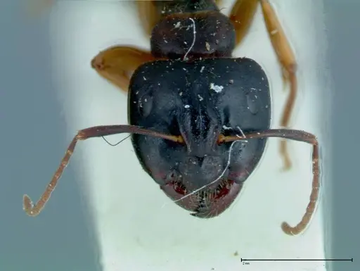 Camponotus friedae specimen FOCOL0111 image focol0111_2