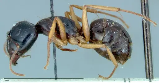 Camponotus friedae specimen FOCOL0111 image focol0111_3