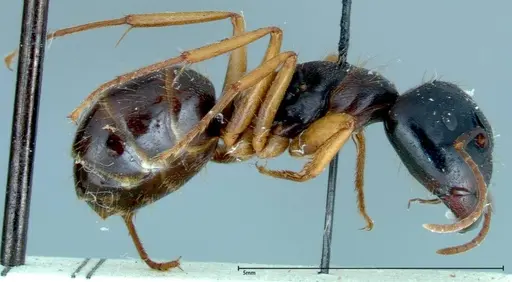Camponotus friedae specimen FOCOL0111 image focol0111_4