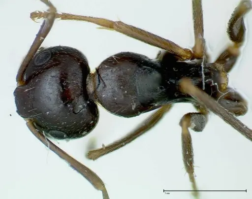 Camponotus friedae specimen FOCOL0112 image focol0112_1