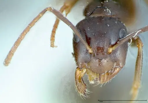 Camponotus friedae specimen FOCOL0112 image focol0112_2