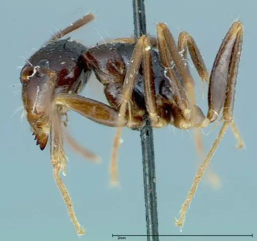 Camponotus friedae specimen FOCOL0112 image focol0112_3