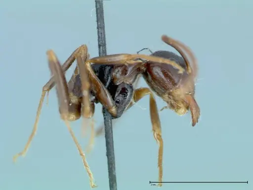 Camponotus friedae specimen FOCOL0112 image focol0112_4