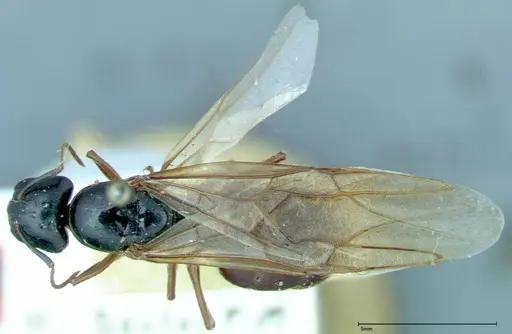 Camponotus friedae specimen FOCOL0113 image focol0113_1