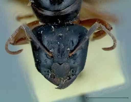 Camponotus friedae specimen FOCOL0113 image focol0113_2