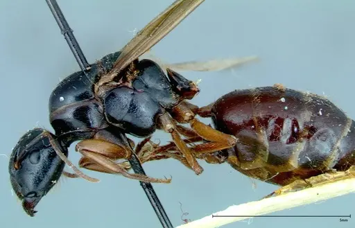 Camponotus friedae specimen FOCOL0113 image focol0113_3