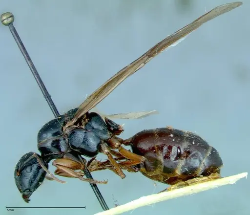 Camponotus friedae specimen FOCOL0113 image focol0113_4