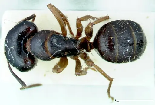 Camponotus friedae specimen FOCOL0114 image focol0114_1
