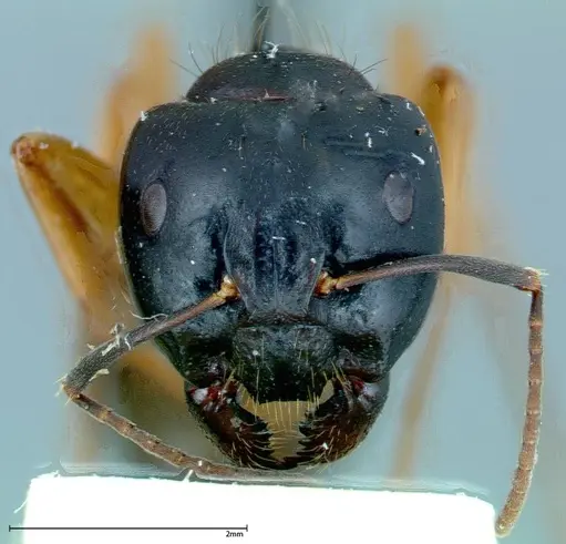 Camponotus friedae specimen FOCOL0114 image focol0114_2