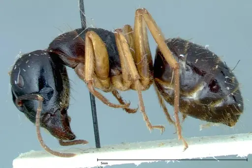 Camponotus friedae specimen FOCOL0114 image focol0114_3