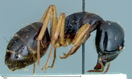 Camponotus friedae specimen FOCOL0114 image focol0114_4