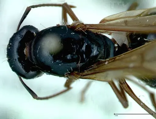 Camponotus friedae specimen FOCOL0115 image focol0115_1