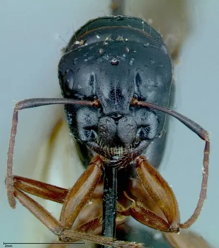 Camponotus friedae specimen FOCOL0115 image focol0115_2