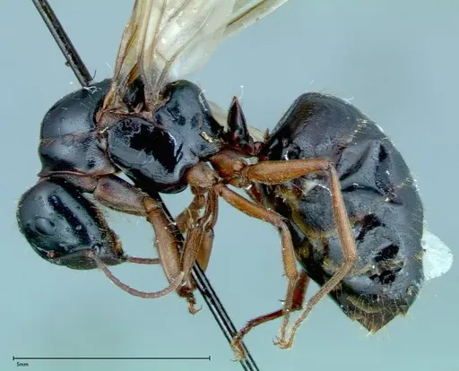Camponotus friedae specimen FOCOL0115 image focol0115_3